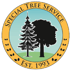 Special Tree Service | Removal | Trimming
