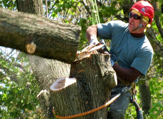 Tree Services Spring Hill